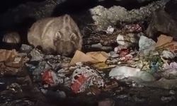 Bingöl'de ayı ve kurtlar, çöpten yiyecek ararken görüntülendi