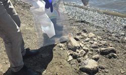 Çanakkale'de barajdaki balık ölümlerine inceleme