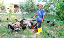 Çocukluk hayali için esnaflığı bıraktı, 20 yıldır kanatlı hayvan üretiyor
