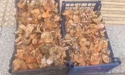 Dağlardan saatlerce yürüyerek toplanan mantarlar, pazarda kilosu 250 TL'ye satılıyor