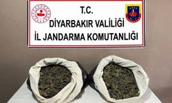 Diyarbakır'da 217 bin 608 kök kenevir ve skunk ele geçirildi