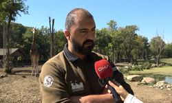 Doğduğu tesadüfen öğrenilen zebra yavrusu 'Jason', ilgi odağı oldu