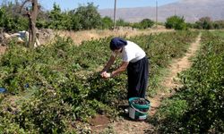 Dondurma yerken tanıştığı aronya bitkisinin üreticisi oldu