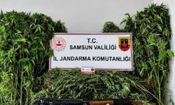 Evin bahçesinde 756 kök kenevir bitkisi ele geçirildi, 2 kuzen gözaltına alındı