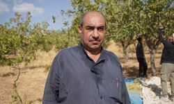 Hırsızlık korkusu, Siirt'in 'yeşil altın'ında hasadı erkene çektirdi