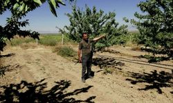 Hobi olarak başladığı badem yetiştiriciliğinde 20 bin ağaca ulaştı; 10 ton rekolte bekliyor