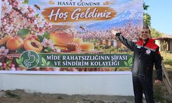 Iğdır'da kayısı çiçeği balı hasadı