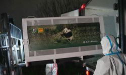 İki dev panda Çin'den ABD'ye yola çıktı