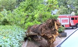 Kadıköy'de park halindeki otomobilin üzerine ağaç devrildi
