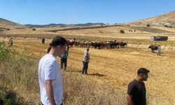Kırşehir'de TIR devrildi: 4 büyükbaş hayvan öldü