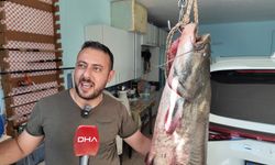 Kızılırmak'ta oltaya 190 santimetrelik yayın balığı takıldı