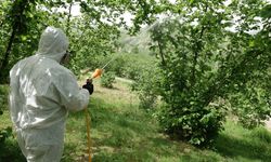 Kokarcaya 'panzehir etkisi'; fındıkta zarar sıfıra yaklaştı