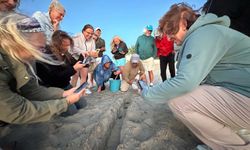 Kuşadası'nda yuvada sıkışan 22 caretta caretta yavrusu denizle buluşturuldu