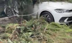 Maltepe'de kesilen ağaç 2 otomobilin üzerine devrildi