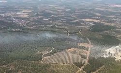 Manisa'da orman yangını