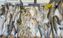 Mersin'de denizden 'deve balığı' çıktı