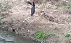 Nadir görülen karaleylek, dere kenarında görüntülendi