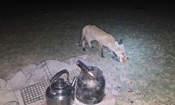 Piknikçilerin masasına yaklaşan tilki kamerada