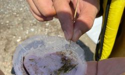 Plastik üretimi 24 yılda yüzde 84 arttı: 2060'a kadar üç katına çıkabilir