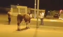 Sahibinin elinden kaçan dana güçlükle yakalandı