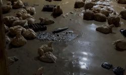 Sakarya'da dere taştı; su baskınları yaşandı (9)