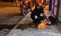 Sokak köpeğini av tüfeğiyle yaralayan şüpheli gözaltına alındı