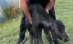 Suya düşen manda yavrusunu kurtardı; o anlar kamerada