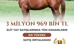 TİGEM 13 elit tay satışından 51 milyon 600 bin lira gelir elde etti