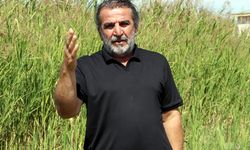 Van'da flamingolar, göç öncesi Erçek Gölü'nde güç topluyor