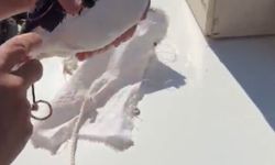 Van'da yasa dışı avcılık faaliyetine para cezası