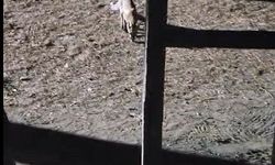 Yanına çağırdığı tilkiyi peynirle besledi