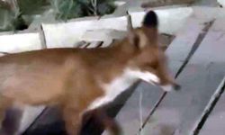 Yavru tilki bisikletçinin yerdeki kaskını alıp kaçtı