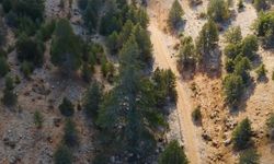 312 mağara ve 10 bin 963 anıt ağaç koruma altında