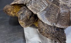 9 ayda 5 bin 334 yaban hayvanı tedavi edilip doğaya bırakıldı