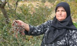 Annesiyle başladığı çitlembik mesaisini 78 yaşında sürdürüyor