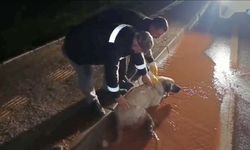 Arka bacakları kırık köpek tedaviye alındı