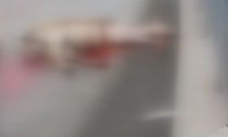 Arnavutköy'de otomobilin çarptığı at öldü: 3 kişi yaralandı