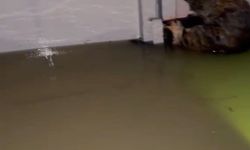 Arnavutköy'de su basan dairedeki kedileri muhtar kurtardı