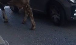 Ataşehir'de caddede başıboş gezen inekler kamerada