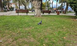 Ayağına ip dolanıp ağaçta asılı kalan güvercini itfaiye kurtardı
