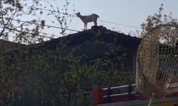 Çatıya çıkan keçiyi itfaiye kurtardı
