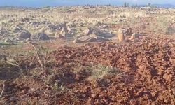 Dağ ceylanlarının yaşam merkezinde izinsiz toprağı süren kişiye para cezası