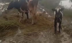 Dalaman'da çay taştı, yollar göle döndü, su baskınları yaşandı (2)