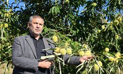 Demirci kestanesinde hasat başladı