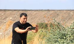 Dicle Vadisi'nde beyaz öncü kelebeklerin 'yumurta' telaşı