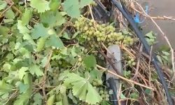 Elazığ'da sağanak sele neden oldu, üzüm bağları su altında kaldı / Ek fotoğraf