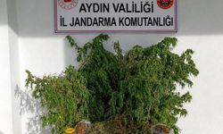 Evinde 3 kilo esrar ile yakalandı