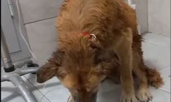 İzmir'de çamur depolama alanından kurtarılan köpeğe Şanslı adı verildi