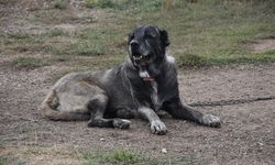 Kangal köpeklerini kışa 'yüksek protein' ile hazırlıyorlar