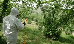 Karadeniz'de istilacı böcek kabusuna 'siber' kalkan